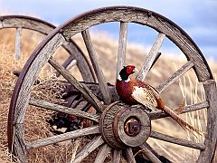 Ring Necked Pheasant